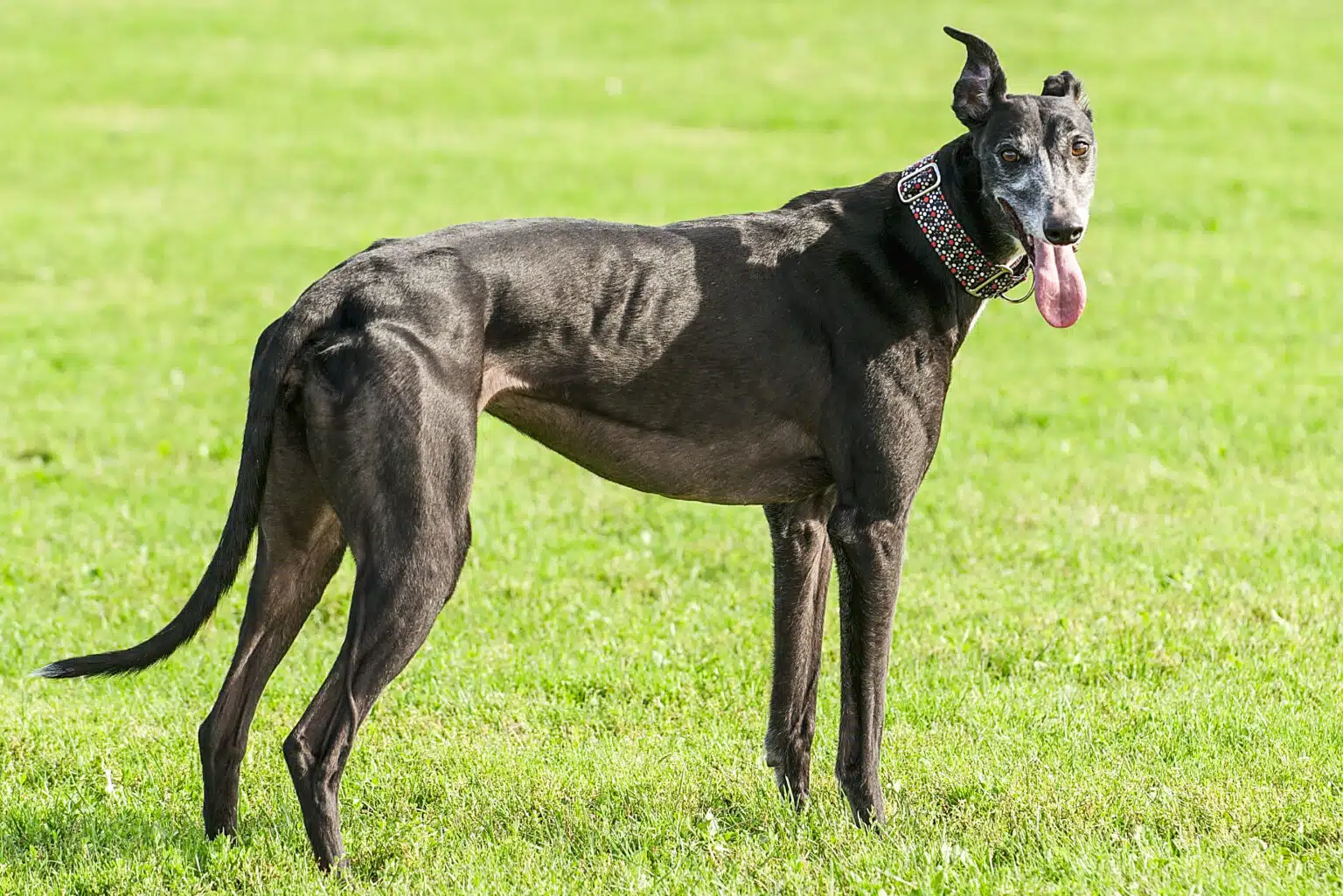 Greyhound dog Track Talk: How Surface and Weather Affect Greyhound Performance