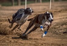 Track Talk: How Surface and Weather Affect Greyhound Performance 4 greyhound