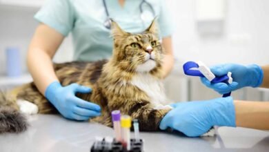 5 Hidden Pet Health Issues Only Blood Work Can Detect 5 Hidden Pet Health Issues Only Blood Work Can Detect