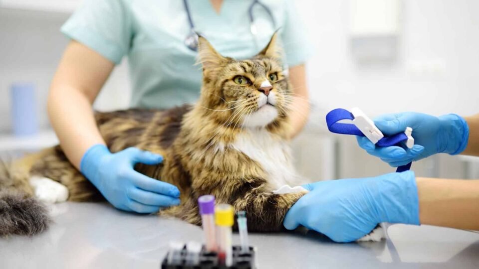 5 Hidden Pet Health Issues Only Blood Work Can Detect 5 Hidden Pet Health Issues Only Blood Work Can Detect